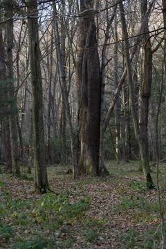 Wild forest at the very beginning of spring, landscape. Stock Photos