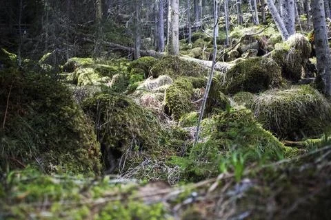 Wild forest view from above Stock Photos