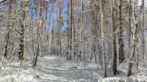 Wild forest in a winter day. Stock Footage 151683827
