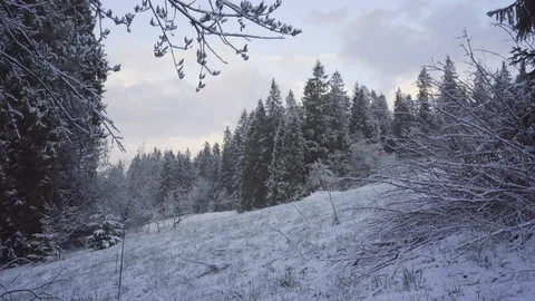Wild forest in winter, zoom in Stock Footage 86063422