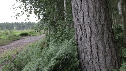Wild forest,Cannock Chase. Stock Footage 112421509