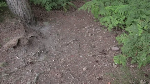 Wild forest,forest path Stock Footage 112421443