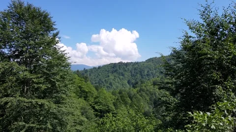 Wild Forests and Cloudy Blue Sky Stock Footage 330385487