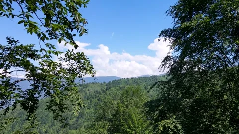 Wild Forests and Cloudy Blue Sky Stock Footage 330390527