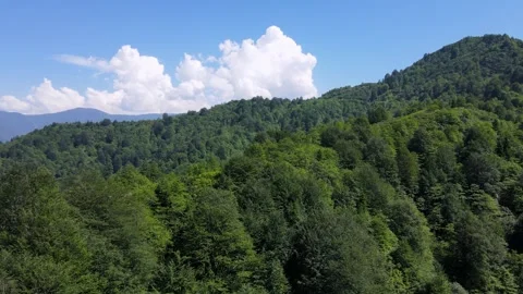 Wild Forests and Cloudy Blue Sky Stock Footage 330545618