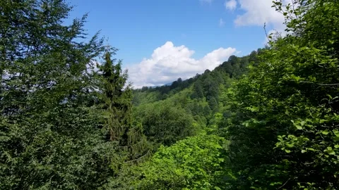 Wild Forests and Cloudy Blue Sky Stock Footage 331590244