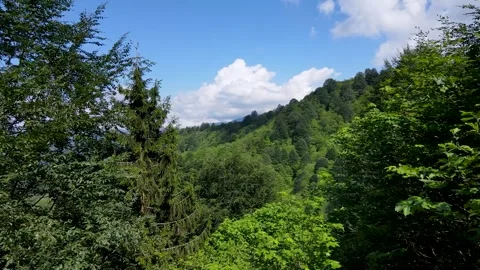 Wild Forests and Cloudy Blue Sky Stock-Footage 331717396