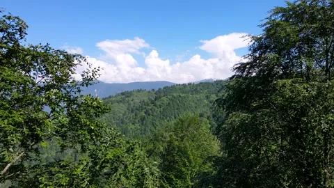 Wild Forests and Cloudy Blue Sky Stock Footage 332562826