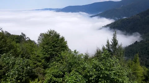 Wild Forests and Cloudy Mountains Video stock 332163701