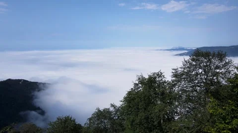 Wild Forests Video stock 332368412