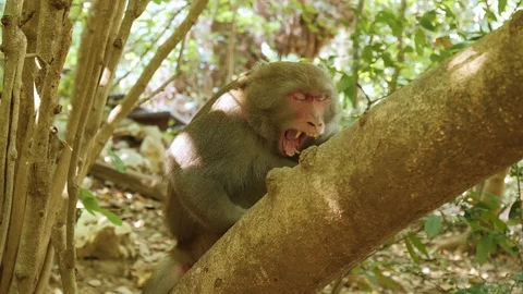 Wild formosan rock macaque (Macaca cyclopis) or Taiwanese macaque. Filmed in 4K Stock Footage 118574210