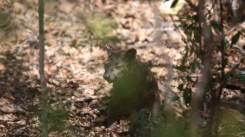 Wild Fossa in Madagascar Stock Footage 123339281