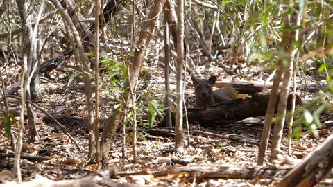 Wild Fossa in Madagascar Stock Footage 123339361