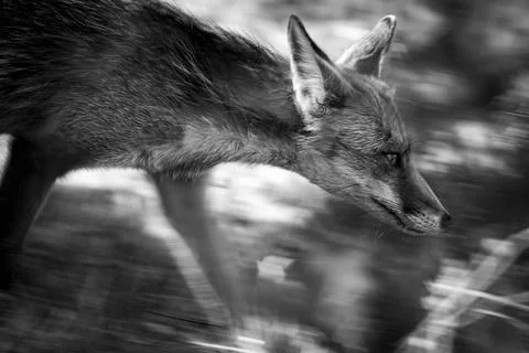 Wild Fox 2 Stock Photos