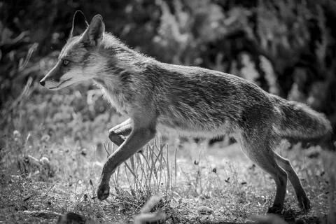 A wild Fox 3 Stock Photos