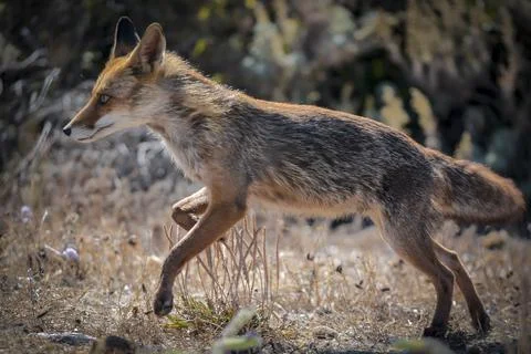 A wild Fox 4 Stock Photos