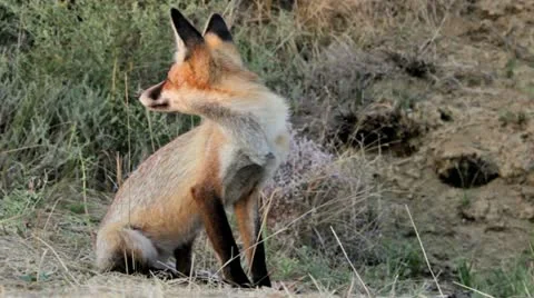Wild fox animal Video stock 12537643