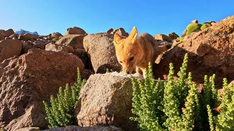 Wild fox approaching humans in the mountains to receive food Video stock 202178585