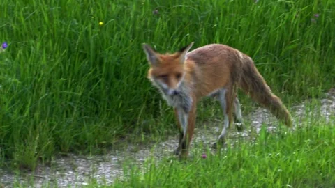 Wild fox attentive on field track during spring daylight Stock Footage 328290306