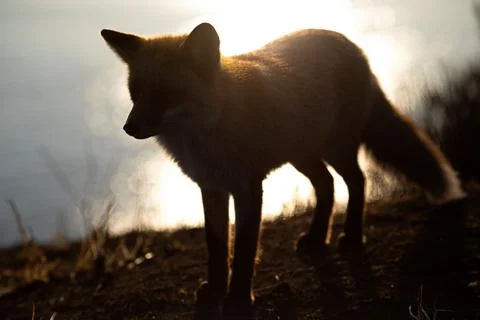 Wild fox in backlight Stock Photos
