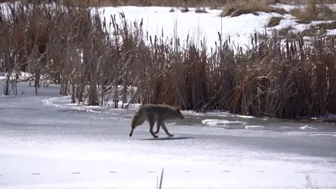 Wild Fox Closeup Shot Stock Footage 310328453