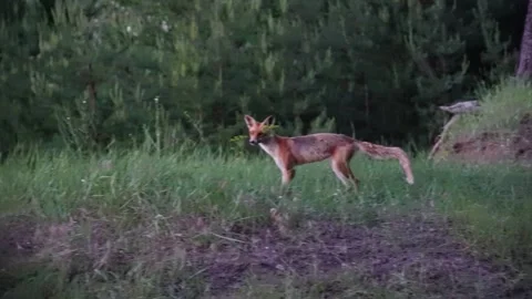 Wild fox in dark coniferous forest runs around and looks into camera. Stockbeeldmateriaal 156187846