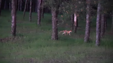 Wild fox in dark coniferous forest runs around and looks into camera. Vidéo 156187869