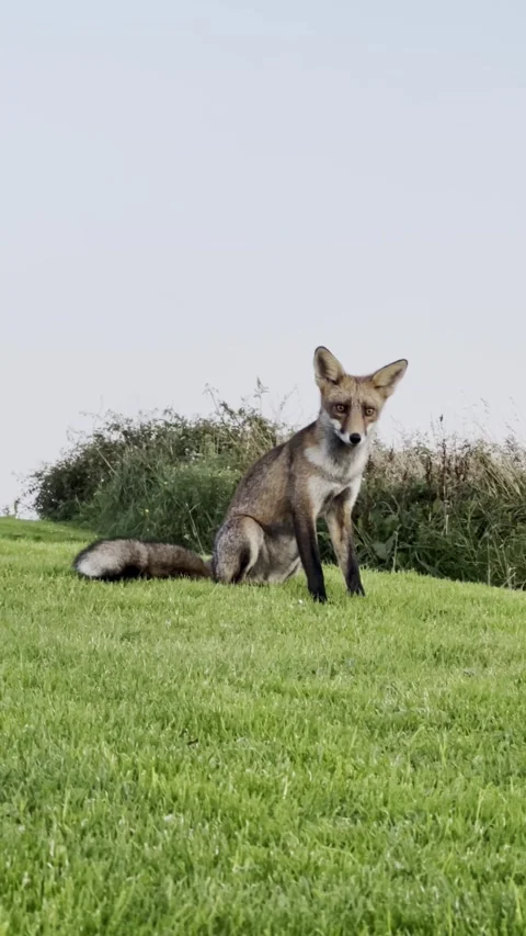 Wild fox eating grass in a green meadow Stock Footage 334806948