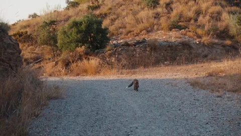 Wild fox exploring arid landscape with cautious approach, seeking freedom a.. Stock Footage 344053242