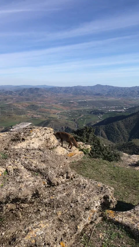 WILD FOX Stock Footage 143802169