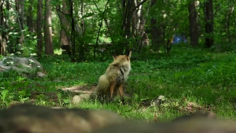 Wild fox Vidéo 154985033