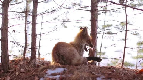 Wild fox in forest Stock Footage 124306275