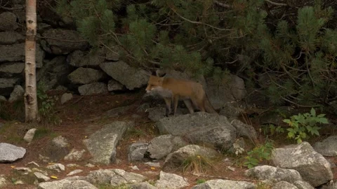 Wild Fox in the Forest Stock Footage 302028931
