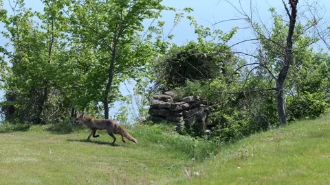 Wild fox on a golf course Stock Footage 308441787
