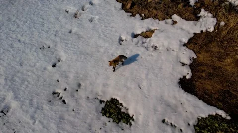 Wild Fox Hunting Stock Footage 184107066