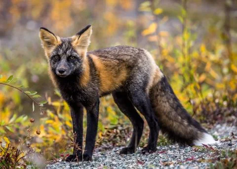 Wild fox looking into the camera with a backdrop of fall colors in Canada. Stock Photos