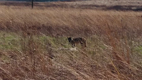 Wild fox moving through dry grass field in natural habitat. Outdoor wildlife Stock Footage 334020160