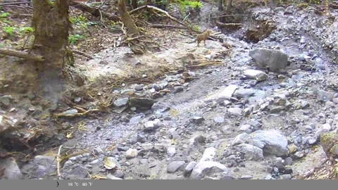 Wild Fox in Natural Habitat - Camera Trap Video Stock Footage 340870329