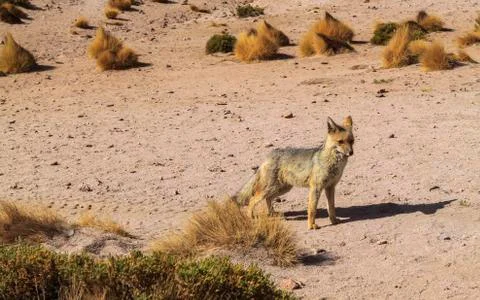 Wild fox Stock Photos