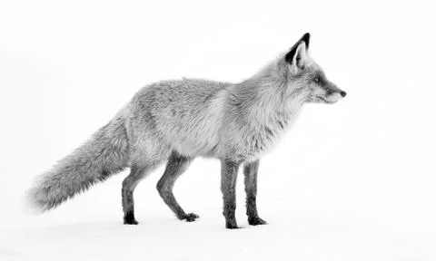 Wild fox Foto stock