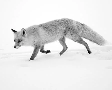 Wild fox Stock Photos