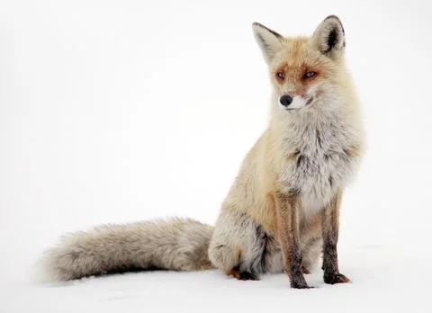 Wild fox Stock Photos