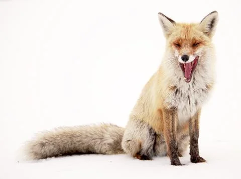 Wild fox Stock Photos