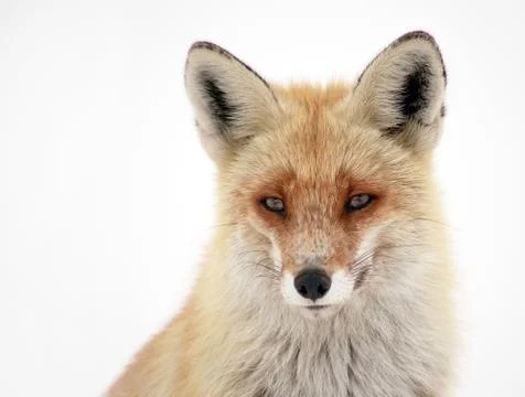 Wild fox Stock Photos