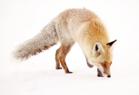 Wild fox Stock Photos