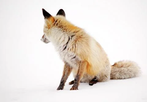 Wild fox Stock Photos