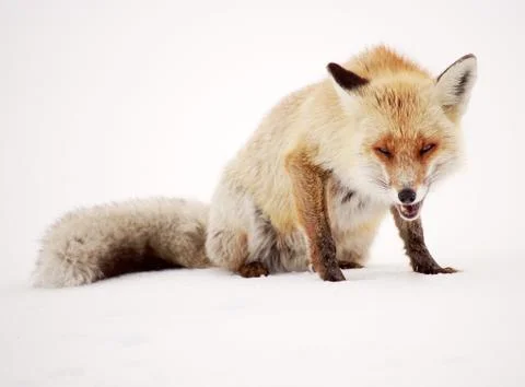 Wild fox Stock Photos