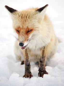 Wild fox Stock Photos