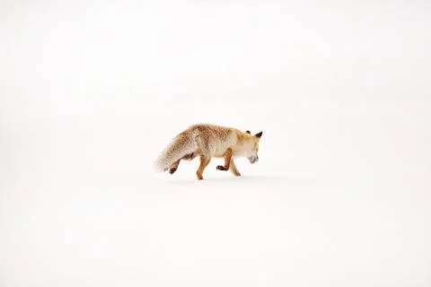 Wild fox Stock Photos