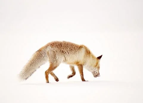 Wild fox Stock-Fotos